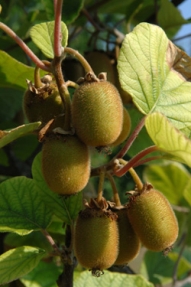 kiwi_1