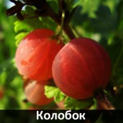 kolobok