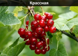 krassnaia