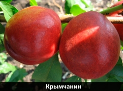 krymchanin