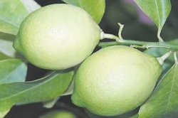 lemon_novogruzinsky