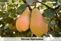 lesnaia-krasavitca