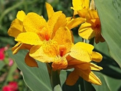 lukovitsy-kannakanna-sadovaya-yellow-humbert-kupit