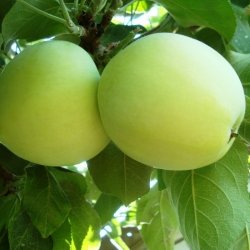 malus-beliy-naliv-papirovka-