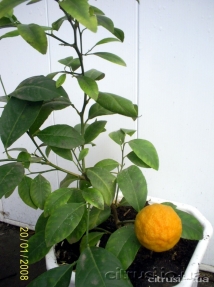 mandarin-agudzera