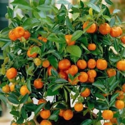 mandarin-kovane-vase