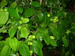 mandarin-miagava---vasse