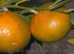 mandarin-unshiu
