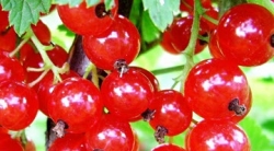 marmeladnitsa-1