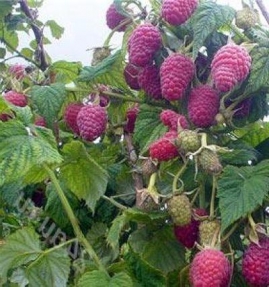 marosejka
