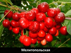 melitopolskaia