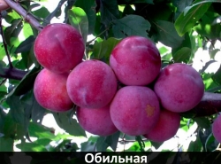 obilnaia