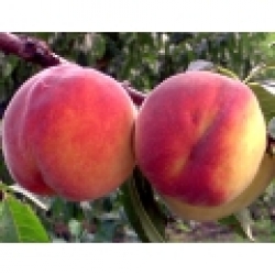 persik-120x1203