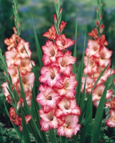 pink-ledi