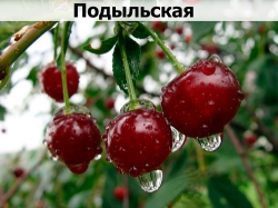 podylskaia