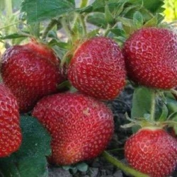 razanna-kievskaya