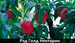 red-gold-nektarin