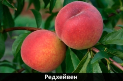 redkheiven