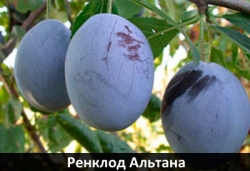 renclod-altana
