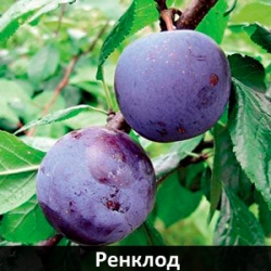 renclod