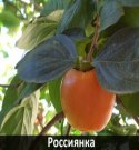 rossiianka