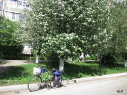 ryabina-dubolistnaya
