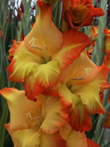 sajshen