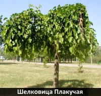 shelkovitca-plakuchaia