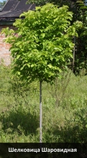 shelkovitca-sharovidnaia
