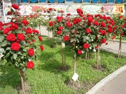 shtambovaya-roza-krasnaya6
