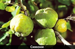 simoni