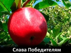 slava-pobediteliam