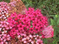 spireya-bumalda