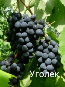 ugoljok