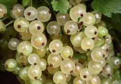 umka-belaya-smorodina