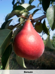 viliam