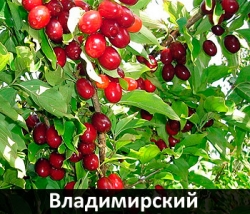 vladimirskiy