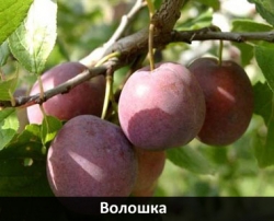 voloshka