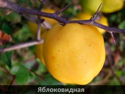 yablokovidnaia