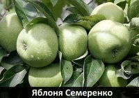 yablonia-semerenko