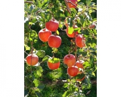 yablonya-chempion-malus-_1-350x280