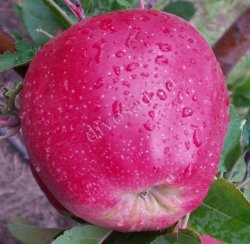 yablonya-red-delishes-110040405