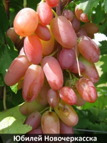 yubilei-novocherkasska
