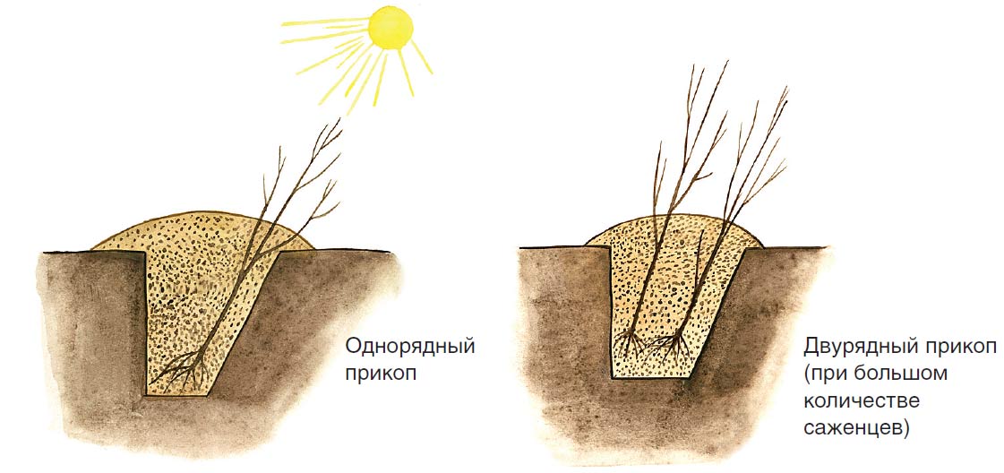 sxima prikapyvaniya sazhencev