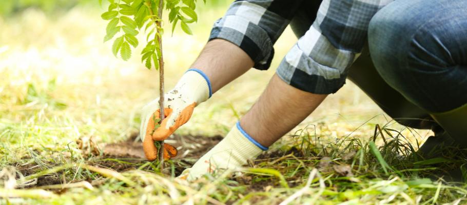tree-planting-in-autumn