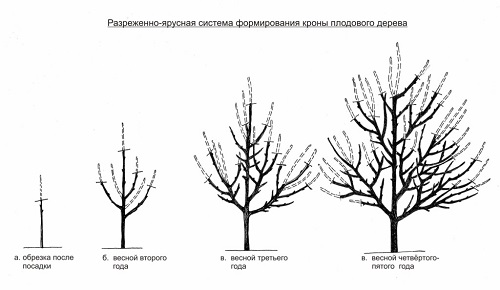 Виды обрезки яблони